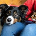 caine sau pisica ce alegi