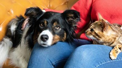 caine sau pisica ce alegi